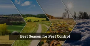 best season for pest control