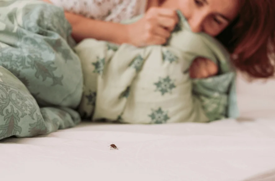 bed bug disease
