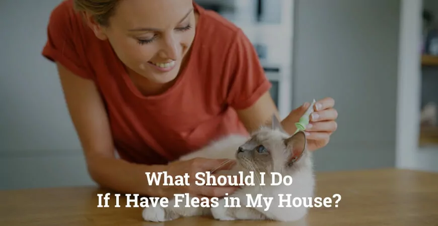 What Should I Do if I Have Fleas in My House