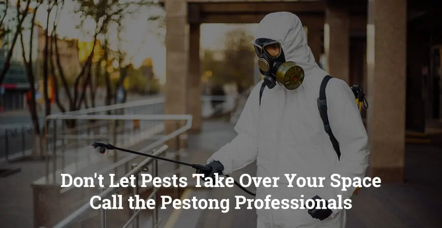 Don't Let Pests Take Over Your Space Call the Pestong Professionals